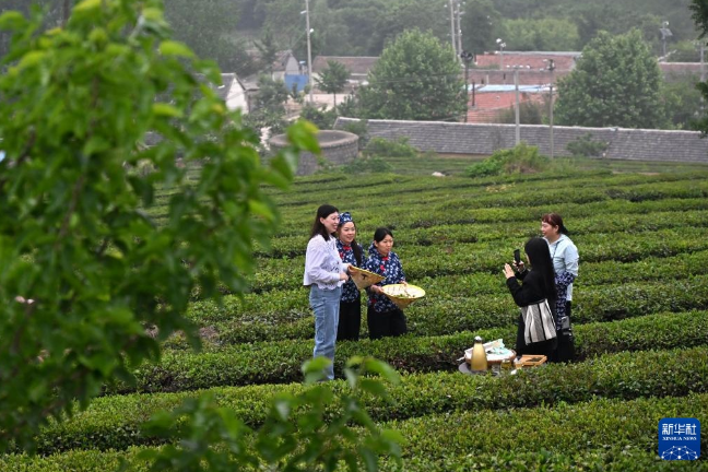 有关于山东日照：茶园采摘直播忙的相关信息(4)