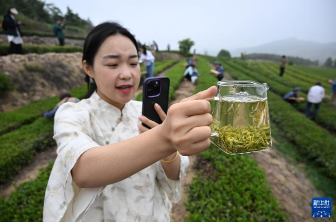 有关于山东日照：茶园采摘直播忙的相关信息(6)