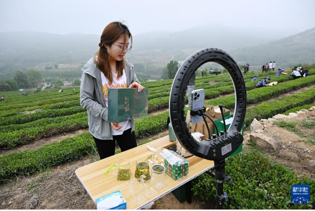 有关于山东日照：茶园采摘直播忙的相关信息(3)