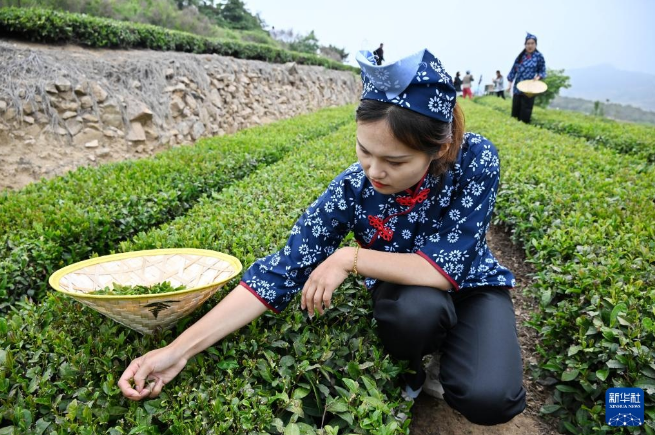 有关于山东日照：茶园采摘直播忙的相关信息(1)