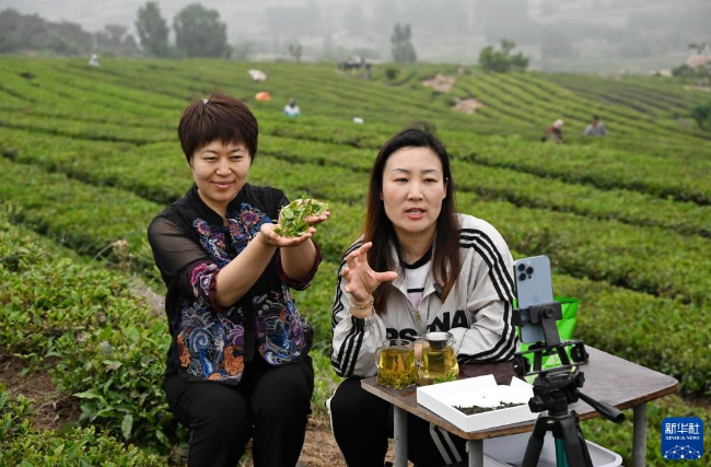 有关于山东日照：茶园采摘直播忙的相关信息(5)