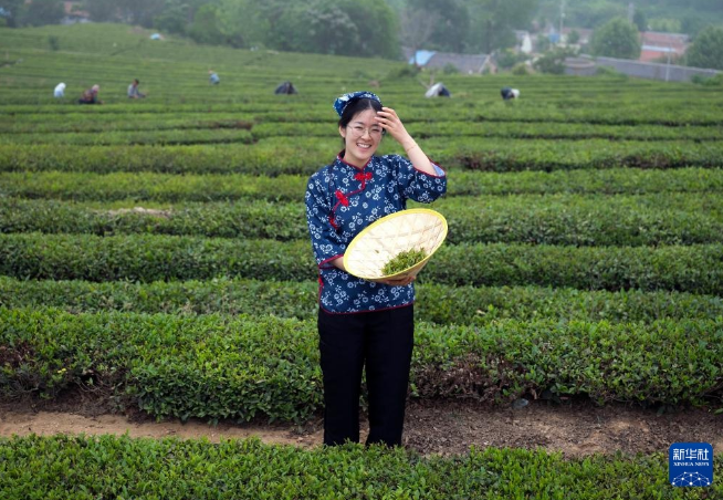 有关于山东日照：茶园采摘直播忙的相关信息(2)