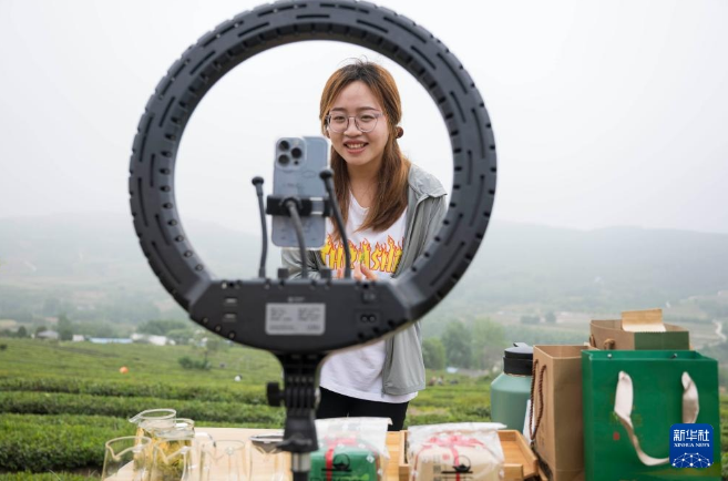 有关于山东日照：茶园采摘直播忙的相关信息(7)