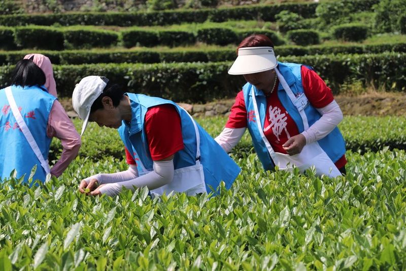有关于大房坪社区51名采茶高手同场竞技大比武的资讯(1)