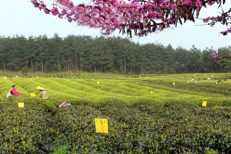 有关于凤冈：守卫茶叶质量 确保舌尖安全的内容