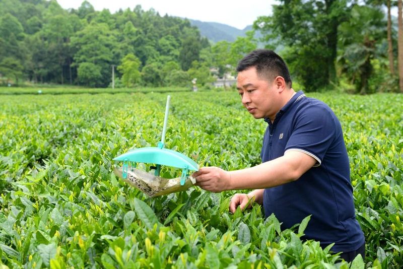 有关于凤冈：守卫茶叶质量 确保舌尖安全的内容(2)