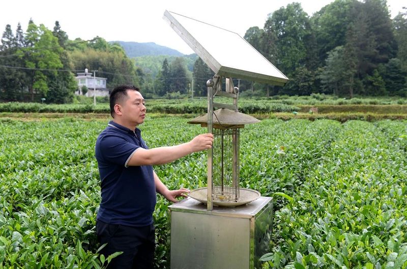 有关于凤冈：守卫茶叶质量 确保舌尖安全的内容(1)