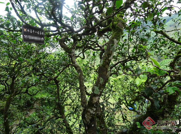 关于《中国古茶树资源状况白皮书》发布 云南古茶树超5494万株的消息