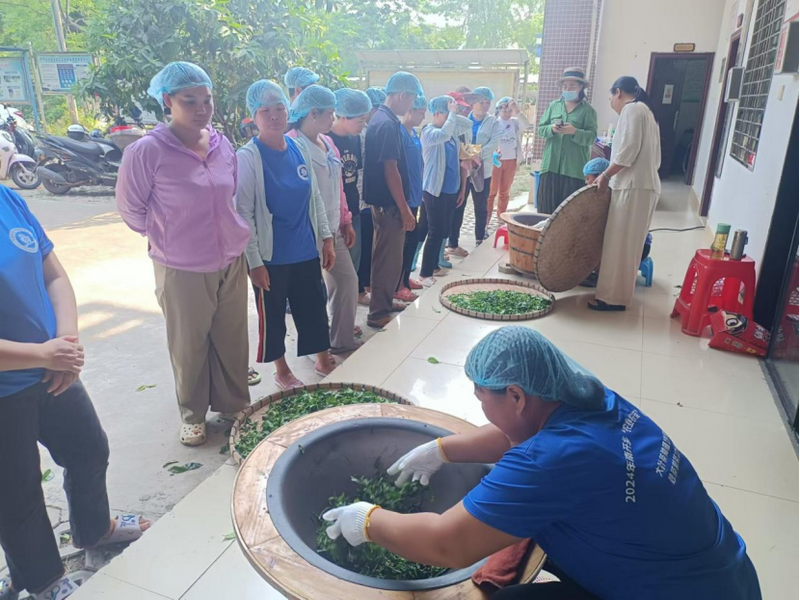 有关于南开乡牙佬村多点发力培育古树茶品牌 助力培育本土高质量茶产业的新闻(3)
