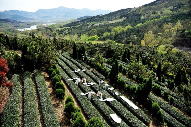 关于岚山区 一片茶叶子的蝶变的最新消息(5)