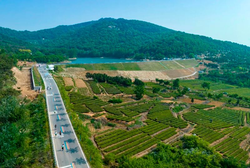 关于岚山区 一片茶叶子的蝶变的最新消息(6)