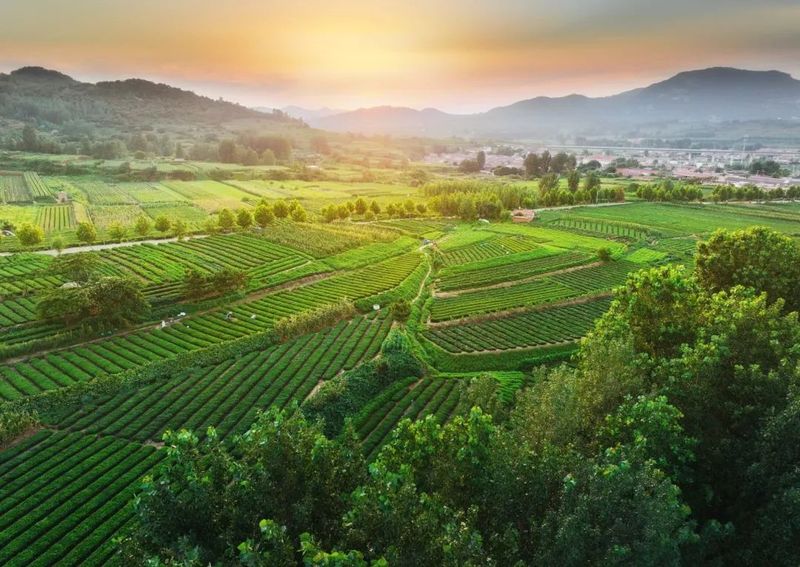 关于岚山区 一片茶叶子的蝶变的最新消息(2)