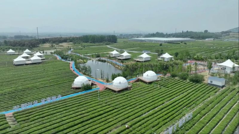 关于岚山区 一片茶叶子的蝶变的最新消息(3)