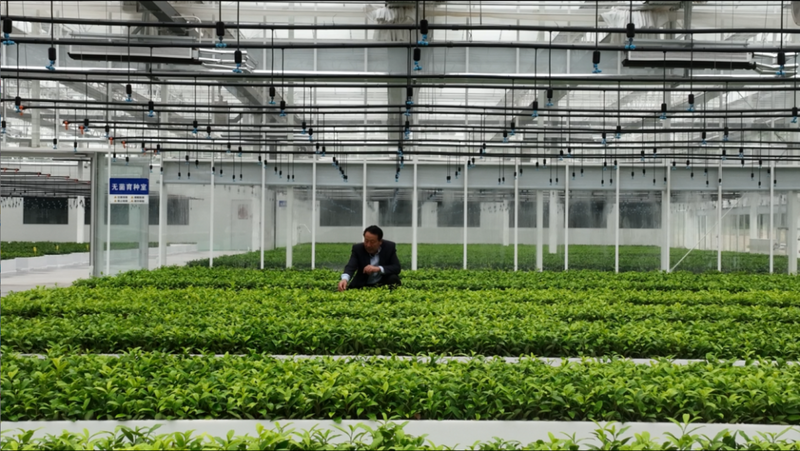 关于岚山区 一片茶叶子的蝶变的最新消息