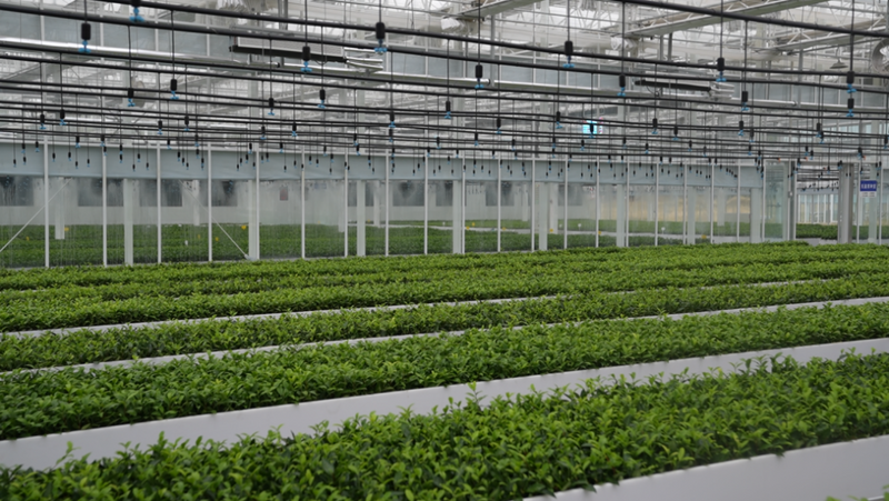 关于岚山区 一片茶叶子的蝶变的最新消息(1)