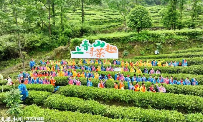 关于务川分水镇：研学热加速茶文旅融合的资讯