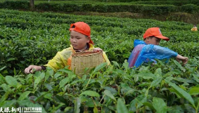 关于务川分水镇：研学热加速茶文旅融合的资讯(1)