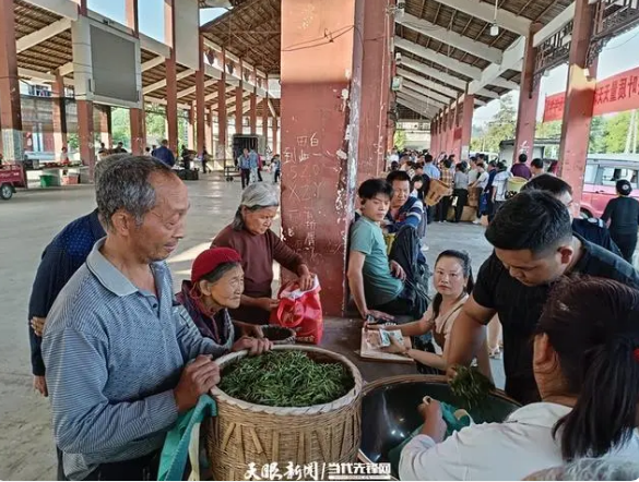 关于湄潭核桃坝村:小茶叶绘就乡村振兴“美丽新画卷”的新闻(2)