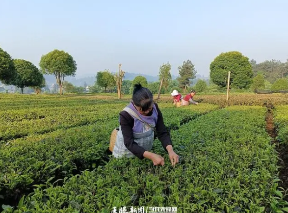 关于湄潭核桃坝村:小茶叶绘就乡村振兴“美丽新画卷”的新闻(1)