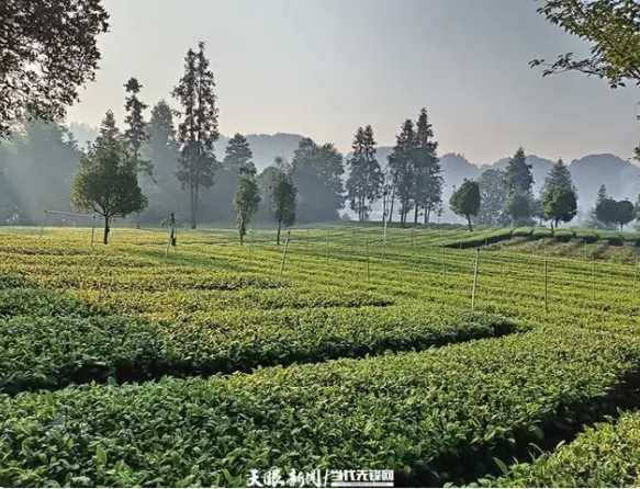 关于湄潭核桃坝村:小茶叶绘就乡村振兴“美丽新画卷”的新闻