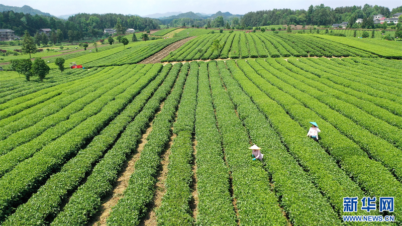 有关于贵州凤冈：夏茶生产忙的相关内容(3)