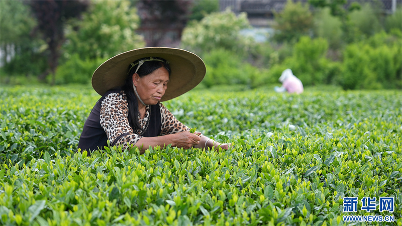 有关于贵州凤冈：夏茶生产忙的相关内容(5)