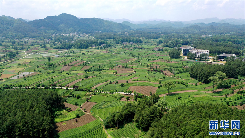 有关于贵州凤冈：夏茶生产忙的相关内容