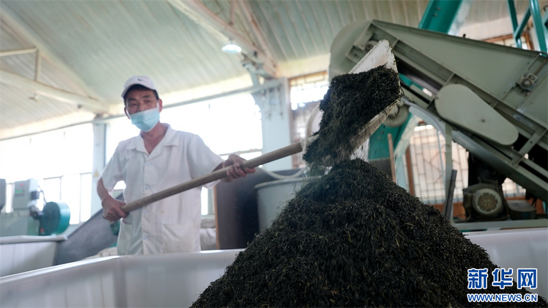 有关于贵州凤冈：夏茶生产忙的相关内容(8)