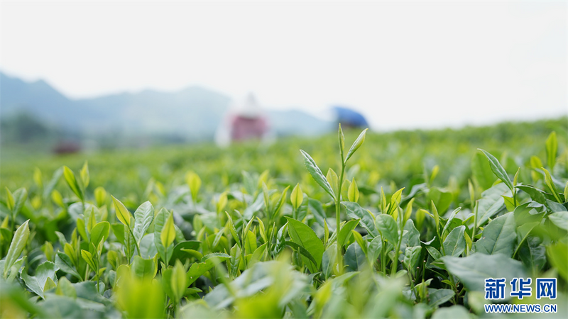 有关于贵州凤冈：夏茶生产忙的相关内容(6)