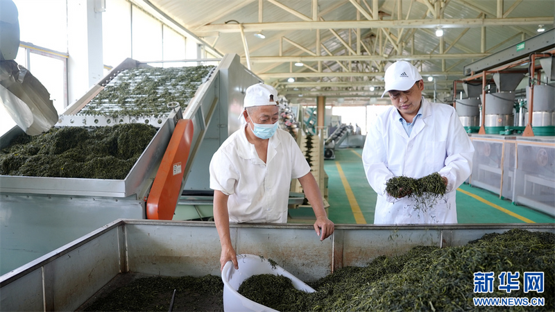 有关于贵州凤冈：夏茶生产忙的相关内容(9)