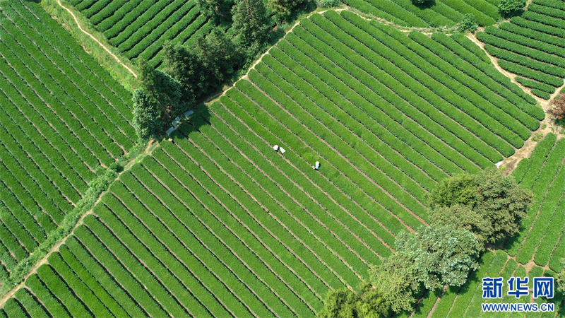 有关于贵州凤冈：夏茶生产忙的相关内容(2)