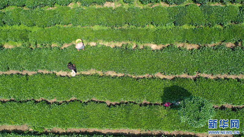有关于贵州凤冈：夏茶生产忙的相关内容(4)