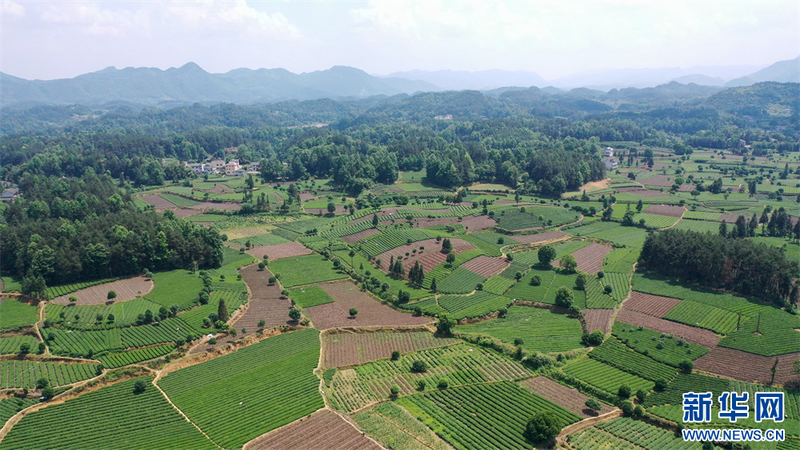 有关于贵州凤冈：夏茶生产忙的相关内容(1)