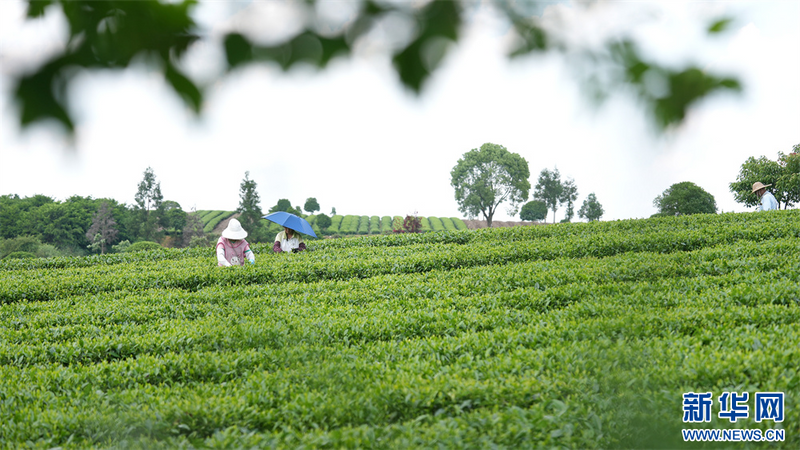 有关于贵州凤冈：夏茶生产忙的相关内容(7)
