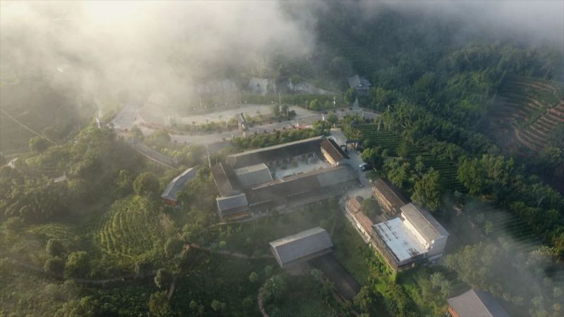 关于从茶苗到茶杯“标准化” 茶界专家把脉六堡茶产业标准化发展的最新消息(1)