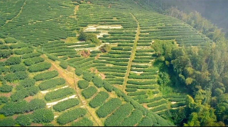 关于从茶苗到茶杯“标准化” 茶界专家把脉六堡茶产业标准化发展的最新消息(3)