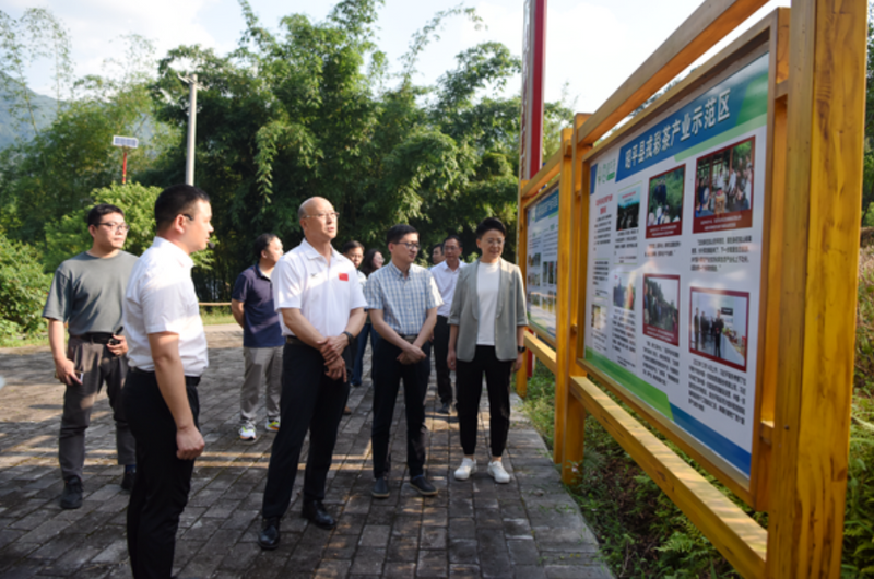 关于中国农技协一行到昭平开展茶产业发展调研的最新消息(3)