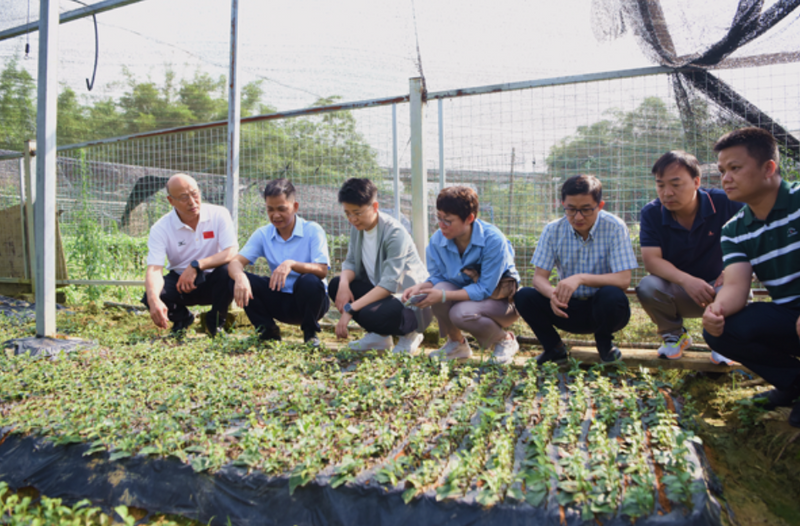 关于中国农技协一行到昭平开展茶产业发展调研的最新消息(2)