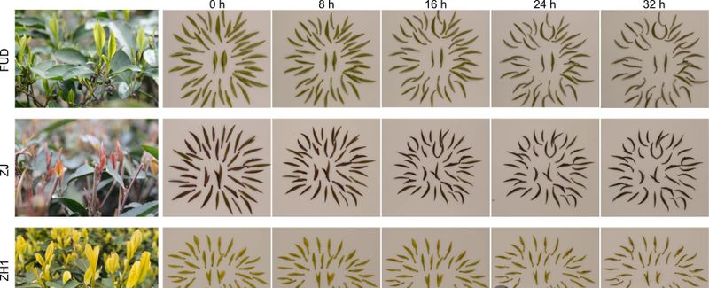 关于四川茶叶研究所：紫鹃、中黄1号和福鼎大白鲜叶萎凋过程中挥发物和风味物质的动态变化的相关内容(2)