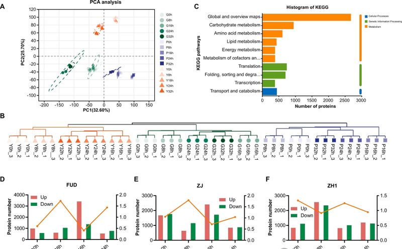 关于四川茶叶研究所：紫鹃、中黄1号和福鼎大白鲜叶萎凋过程中挥发物和风味物质的动态变化的相关内容(6)