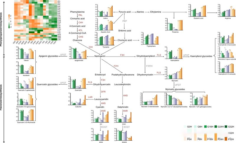 关于四川茶叶研究所：紫鹃、中黄1号和福鼎大白鲜叶萎凋过程中挥发物和风味物质的动态变化的相关内容(8)