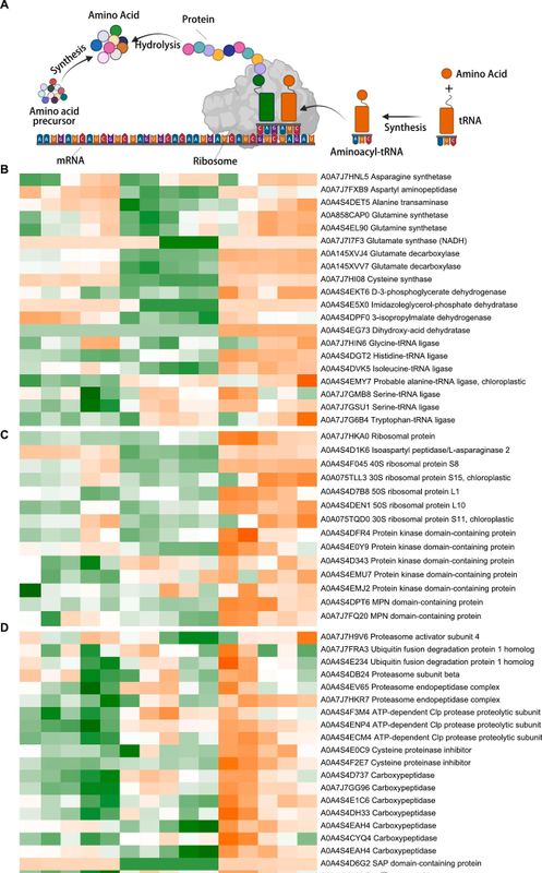 关于四川茶叶研究所：紫鹃、中黄1号和福鼎大白鲜叶萎凋过程中挥发物和风味物质的动态变化的相关内容(7)