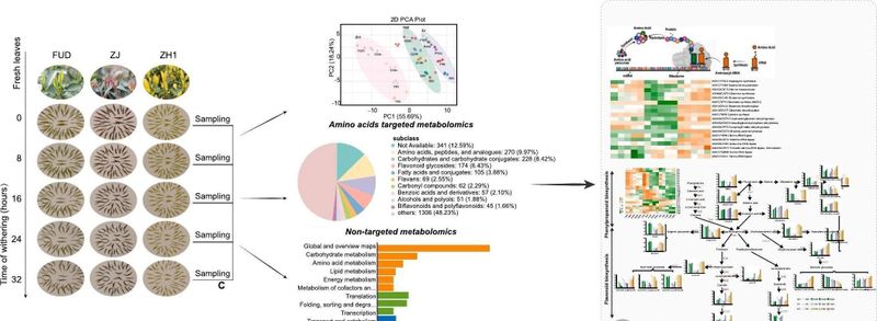 关于四川茶叶研究所：紫鹃、中黄1号和福鼎大白鲜叶萎凋过程中挥发物和风味物质的动态变化的相关内容(1)