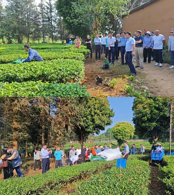 有关于茶叶所以重大科技专项集成大叶茶高效绿色生产技术与配套设施，示范成效显著的新闻(1)