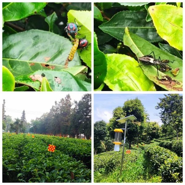 有关于茶叶所以重大科技专项集成大叶茶高效绿色生产技术与配套设施，示范成效显著的新闻