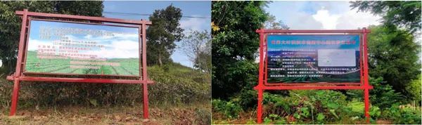 有关于茶叶所以重大科技专项集成大叶茶高效绿色生产技术与配套设施，示范成效显著的新闻(2)