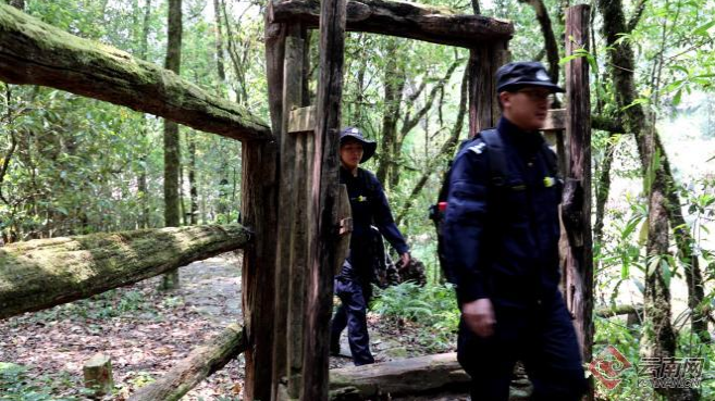 关于与蚂蟥毒蛇打交道！这个警务室守护2700岁“世界野生茶树王”的资讯