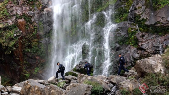 关于与蚂蟥毒蛇打交道！这个警务室守护2700岁“世界野生茶树王”的资讯(1)