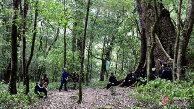 关于与蚂蟥毒蛇打交道！这个警务室守护2700岁“世界野生茶树王”的资讯(2)