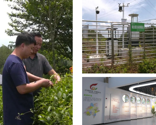 关于旺苍县 以数字化赋能助推茶产业链升级增效的最新消息(1)